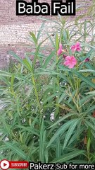 Jali Peer Baba_ Fun By (Ali King Pak)