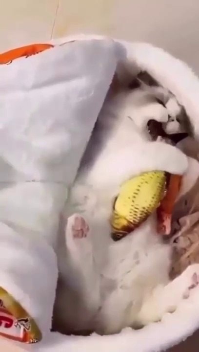 cat Cutest thing you'll see today