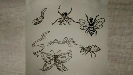 How to draw Insects