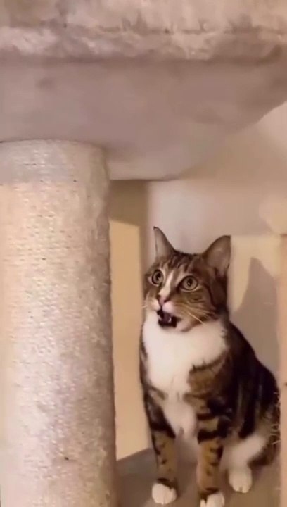 cat Cutest thing you'll see today
