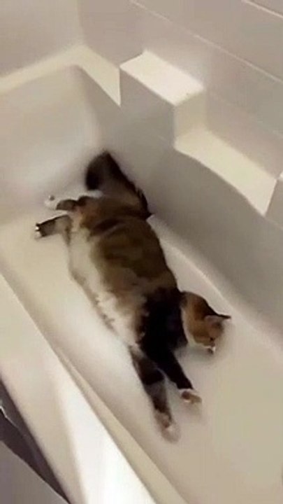 cat Cutest thing you'll see today