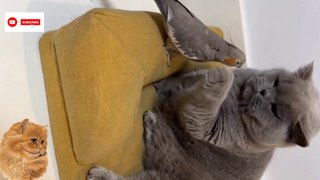 New Funniest cat shorts 2023 | Cat funny Moments | TRY Not to laugh | cute pet   @inspiresemotions #inspiresemotions #catlover #catlove #catlovehuman #catloverzzz #catloves #love #humanity