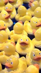 Here's What It Means If You See A Rubber Ducky On A Cruise Ship