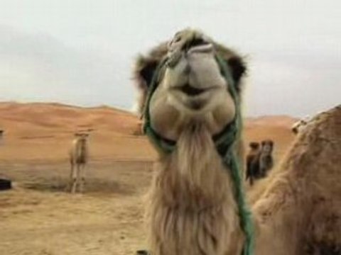 4L Trophy 2008 - Equipages ESC Lille