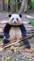 What is Your Favorites Panda For Me,Panda Hua Hua Do Nothing But Cute