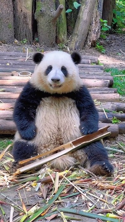 What is Your Favorites Panda For Me,Panda Hua Hua Do Nothing But Cute