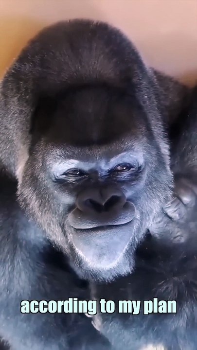 Evil Gorilla