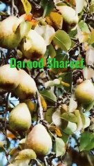 #Darood_Shareef#Youtube#_Shorts#Shorts_with_lyrics#Youtube_Shorts_with_lyrics#(360p)