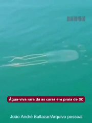 Água-viva rara dá as caras em praia de SC