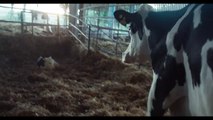 Cow Bande-annonce (UK)