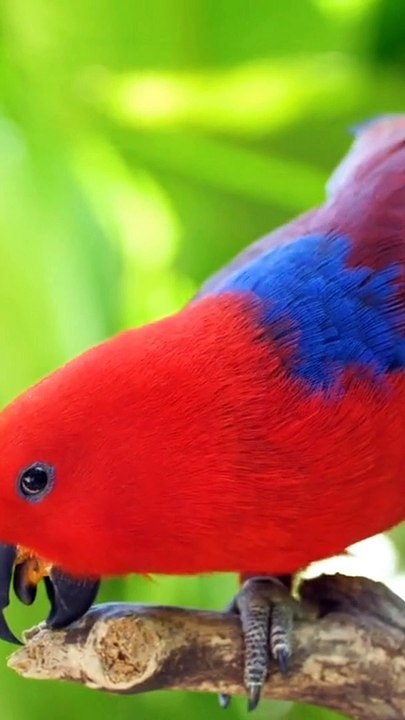 Burung cantik