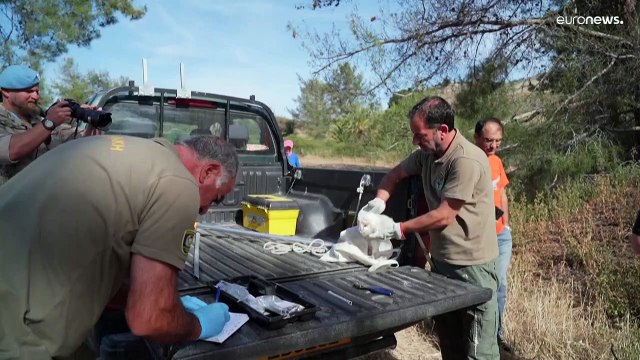 طيور البوم تنقذ محاصيل المزارعين في المنطقة العازلة بين شطرَي قبرص