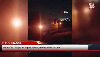 Ankara'da vahşet: 17 köpek ağaca asılmış halde bulundu