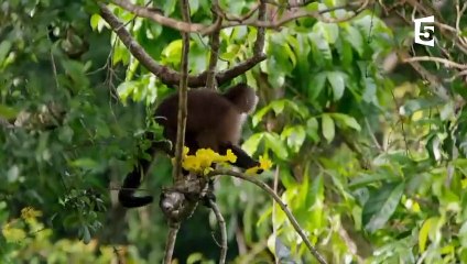 Cet oiseau tue et mange des singes - ZAPPING SAUVAGE