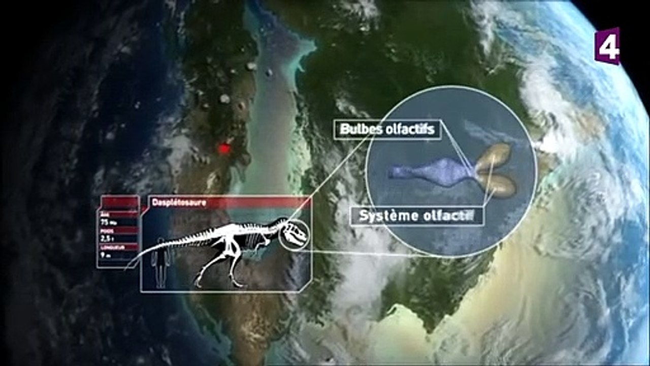Daspletosaure VS chasmosaure (dinosaures) - ZAPPING SAUVAGE