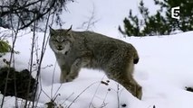 Félins  le mystérieux lynx du Canada - ZAPPING SAUVAGE