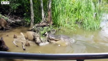 Crocodile Attack  Warthog Drinking - Animal Fighting   ATP Earth