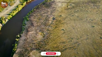 Crocodile Attack Impala and Leopards Waiting for Steal Prey