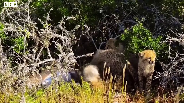 Here's Mother Cheetah Teach Their Cubs Hunting ATP Earth