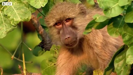 Leopard Kill Mother Baboon and Incredible Leopard and Baby Baboon Interaction   ATP Earth
