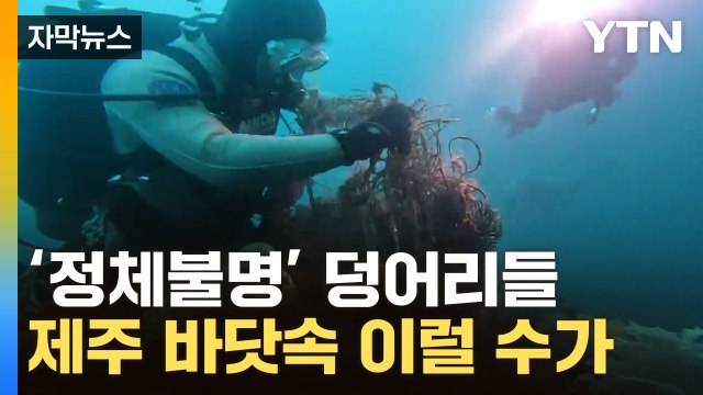 [자막뉴스] 나도 갔던 제주 바다...숨어있던 끔찍한 '무기' / YTN
