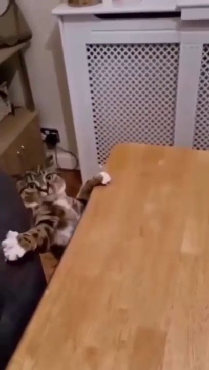 cat Cutest thing you'll see today
