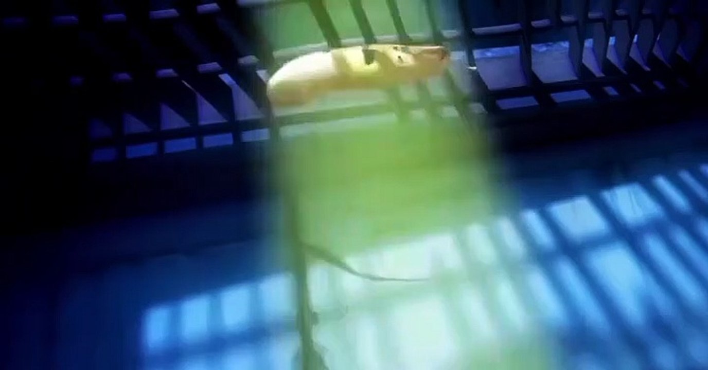 Larva Larva S01 E022 UFO