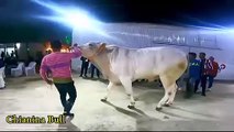 Biggest Bulls In The World For Qurbani - Haider Tv