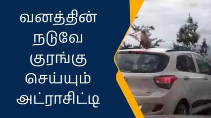 கோவை: காரில் குரங்கு சாகச பயணம்-வீடியோ பெரும் வைரல்