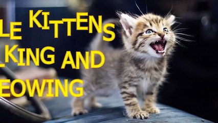 Little kittens meowing and talking - Cute cat compilation