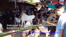 Ratusan Kambing Berharga Fantastis Ikut Kontes Kecantikan di Blora
