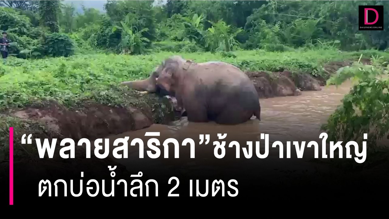 ช่วยสำเร็จ "พลายสาริกา" ช้างป่าเขาใหญ่ ตกบ่อน้ำลึก 2 เมตร | HOTSHOT เดลินิวส์ 12/06/66