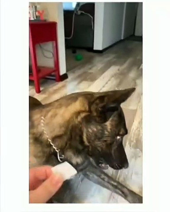 Funny dog videos - funny animals compilation - afv animals  #tiktok #viral #cat #funny #dog