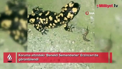 Koruma altındaki 'Benekli Semenderler' Erzincan’da görüntülendi