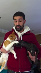 Dog Persists to Pester Cat