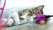 Funny Cat Plays from a Plastic Bag (16)