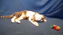A Sweet Sleepy Cat (1)