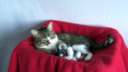 Sweet Little Cat Loves His Plush Toy (3)