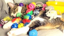 This Cat Is too Lazy to Play with His Many Toys (6)