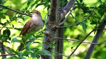 Amazing singing nightingale bird, BIRD SONG - watch and enjoy.