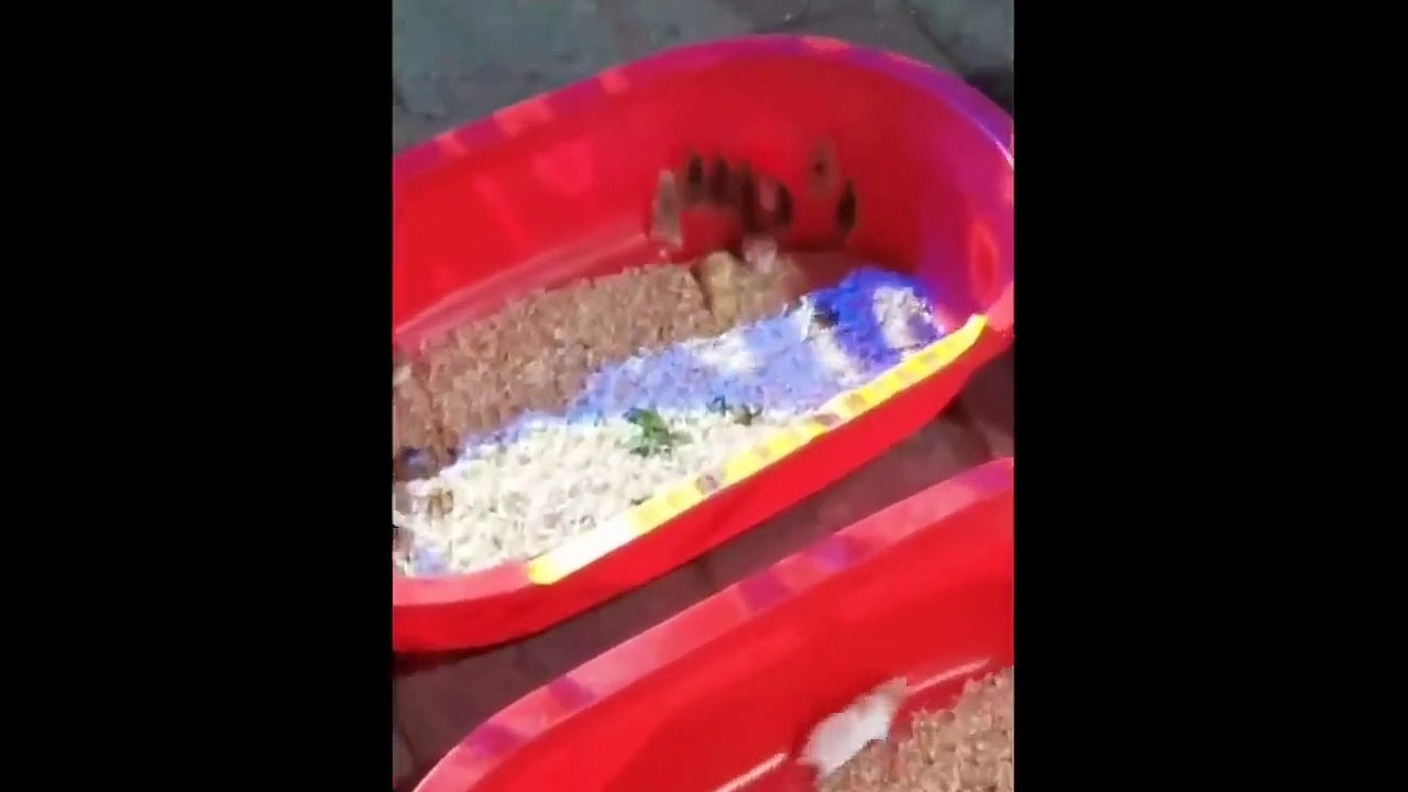 Cute baby animals Videos Compilation cute moment of the animals - Funniest Animals