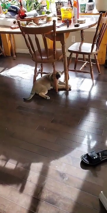 The Strangest Place To Snooze