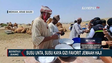 Minum Susu Unta Langsung dari Peternakan di Mekkah