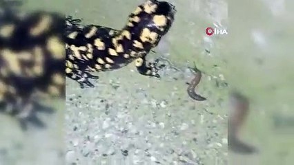 Koruma altındaki 'Benekli Semenderler' Erzincan’da görüntülendi