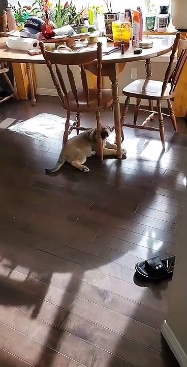 The Strangest Place To Snooze