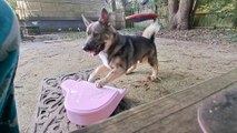 Puppy Is A Pink Piano Prodigy