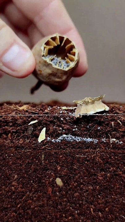 Growing poppy plant from seeds soil cross section