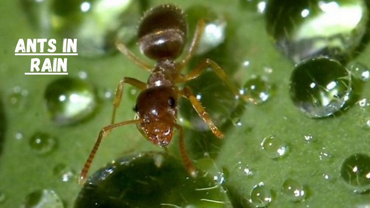 How Do You Get Rid Of Ants After Rain