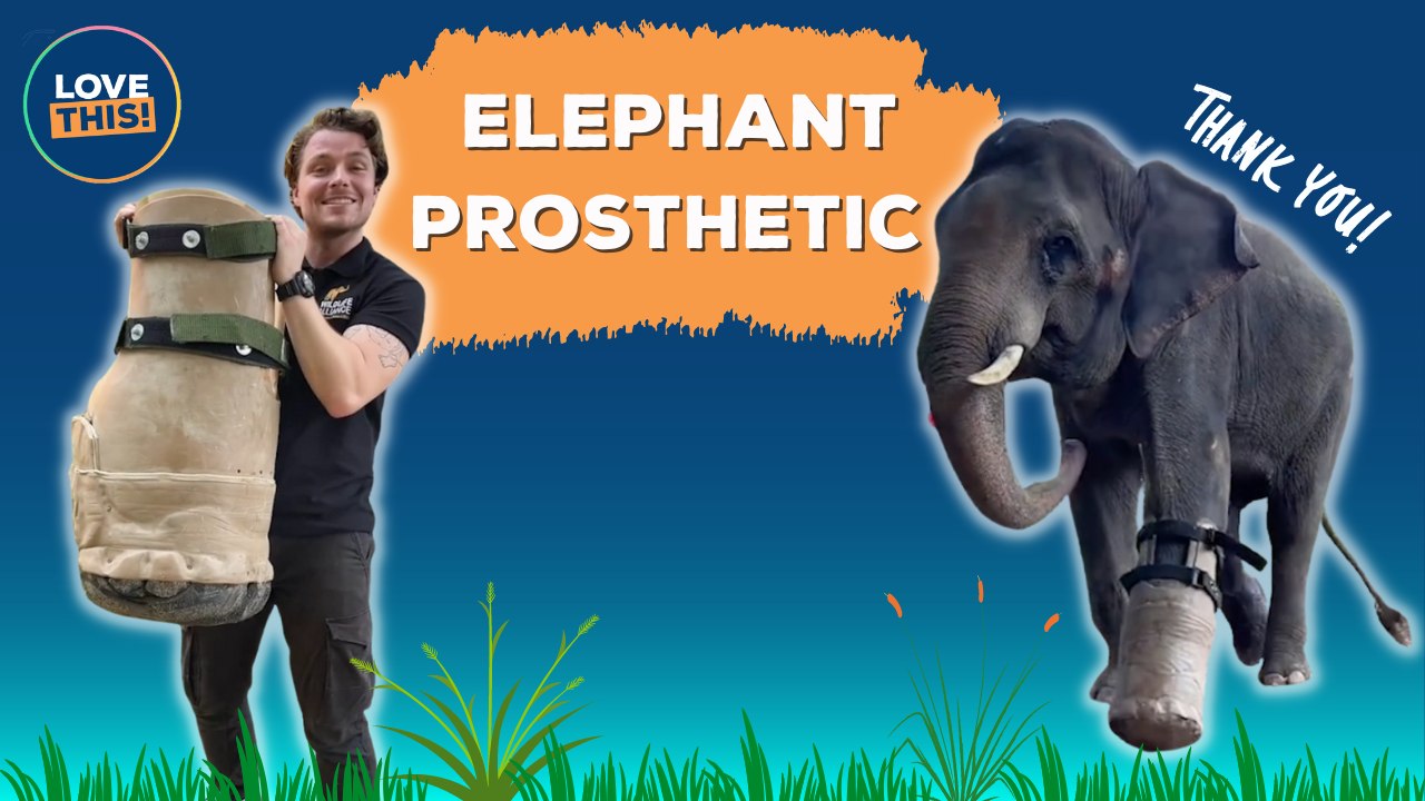Disabled Elephant fitted with PROSTHETIC LEG!