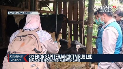 Virus LSD Menular Cepat Ke Sapi di 25 Kecamatan Garut